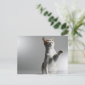 Carte Postale chat (Debout devant)