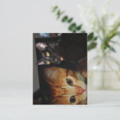 Carte Postale Chat  (Debout devant)