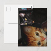 Carte Postale Chat  (Devant / Derrière)