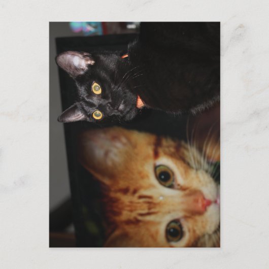 Carte Postale Chat  (Devant)