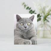 Carte Postale chat (Debout devant)