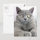 Carte Postale chat (Devant / Derrière)