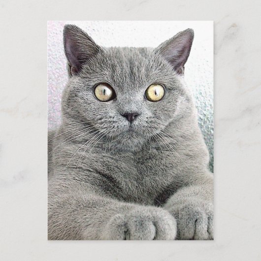 Carte Postale chat (Devant)