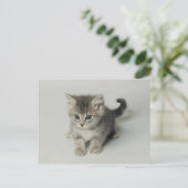 CARTE POSTALE CHAT (Debout devant)