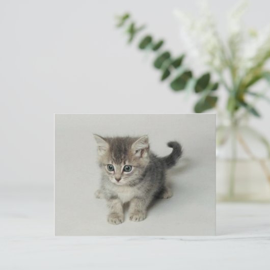 CARTE POSTALE CHAT (Debout devant)