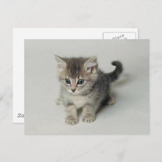 CARTE POSTALE CHAT (Devant / Derrière)