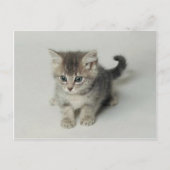 CARTE POSTALE CHAT (Devant)