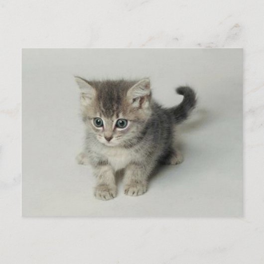 CARTE POSTALE CHAT (Devant)