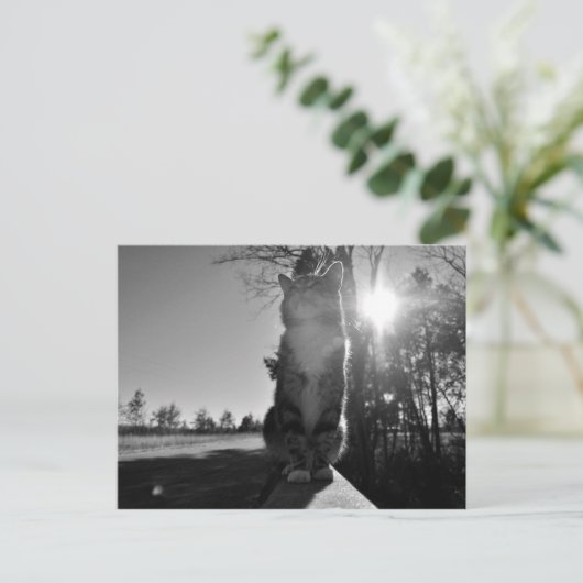 Carte Postale Chat à bascule (Debout devant)