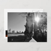 Carte Postale Chat à bascule (Devant / Derrière)