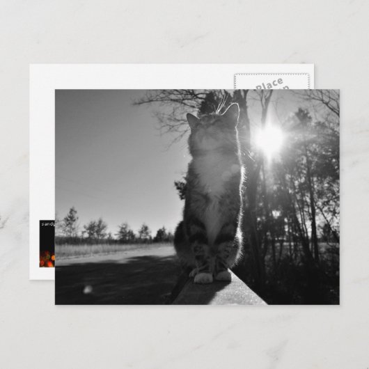 Carte Postale Chat à bascule (Devant / Derrière)