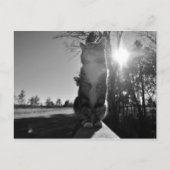 Carte Postale Chat à bascule (Devant)