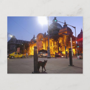 Carte Postale Chat à Bucarest, Roumanie