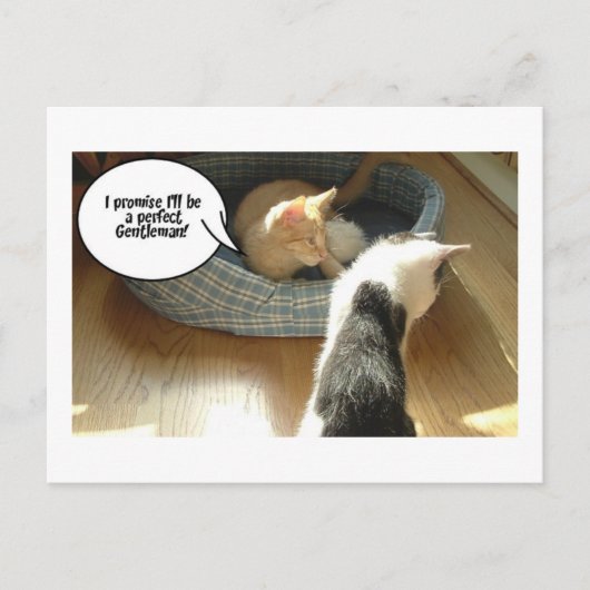 Carte Postale Chat à chat Tabby Orange (Devant)