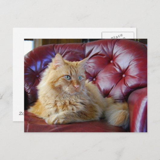 Carte postale Chat à Coon Orange Maine (Devant / Derrière)