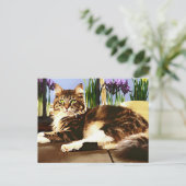 Carte Postale Chat à coon principal (Debout devant)