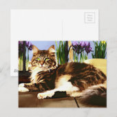 Carte Postale Chat à coon principal (Devant / Derrière)
