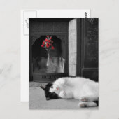 Carte Postale Chat à éclaboussure couleur (Devant / Derrière)