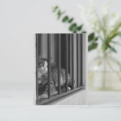 Carte Postale Chat à la fenêtre (Debout devant)