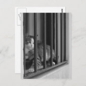 Carte Postale Chat à la fenêtre (Devant / Derrière)