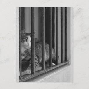 Carte Postale Chat à la fenêtre