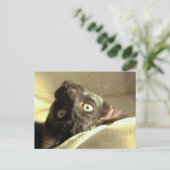 Carte Postale Chat à l'envers ! (Debout devant)