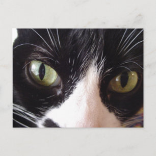 Carte postale Chat à l'oeil vert noir et blanc