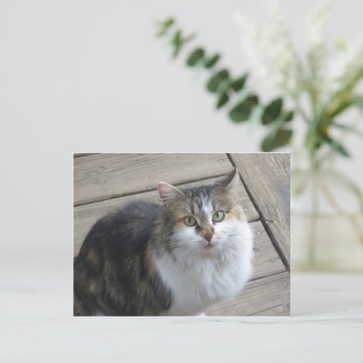 Carte Postale Chat à long rayon (Debout devant)