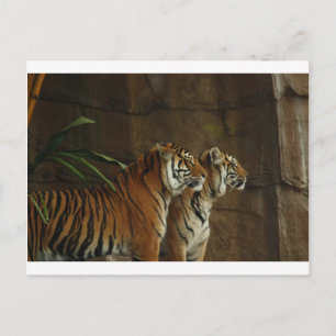 Carte Postale chat à motif tigre personnalisé Anniversaires
