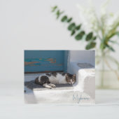 Carte Postale Chat à Mykonos (Debout devant)