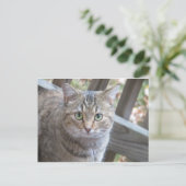 Carte Postale Chat à oeil vert (Debout devant)
