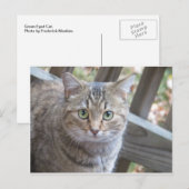 Carte Postale Chat à oeil vert (Devant / Derrière)