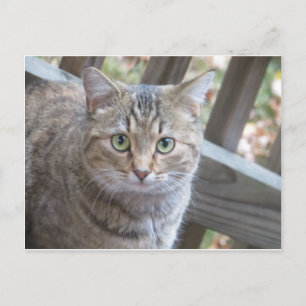 Carte Postale Chat à oeil vert