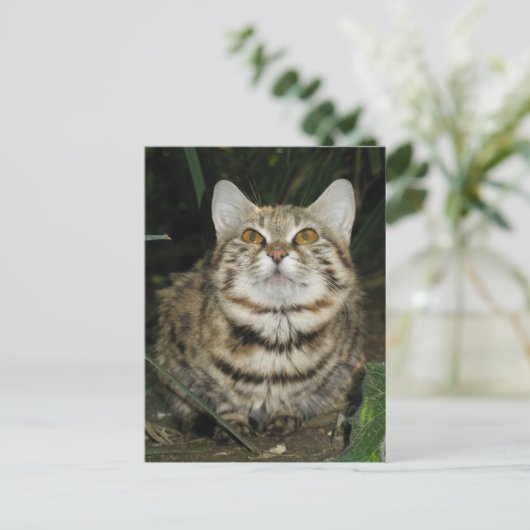 Carte Postale Chat à pattes noires (Debout devant)