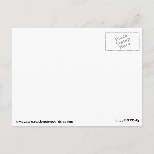 Carte Postale Chat à pattes noires (Dos)