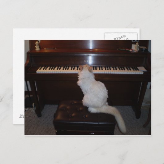 Carte Postale Chat à Piano (Devant / Derrière)