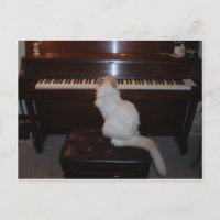 Chat à Piano