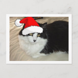 Carte Postale Chat à poil noir et blanc