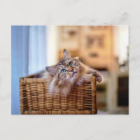 Chat à poils longs confortable dans un panier en o