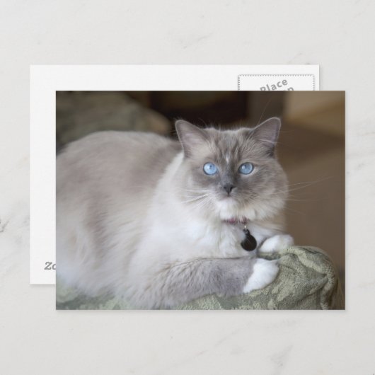 Carte Postale Chat à poupée femelle (Devant / Derrière)