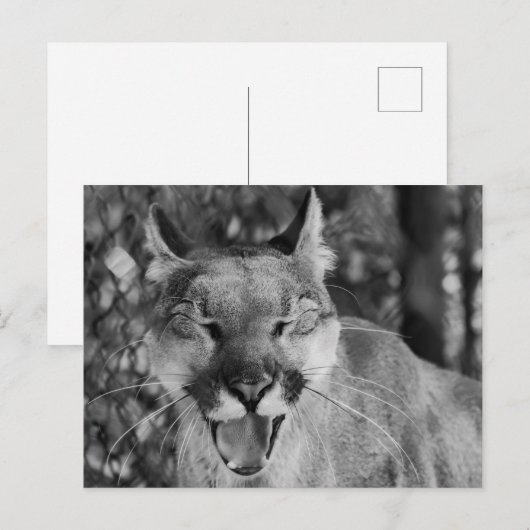 Carte postale Chat à rire (Devant / Derrière)