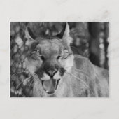 Carte postale Chat à rire (Devant)