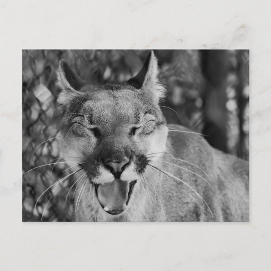 Carte postale Chat à rire (Devant)