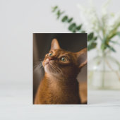 Carte Postale Chat abyssinien (Debout devant)