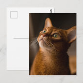 Carte Postale Chat abyssinien (Devant / Derrière)