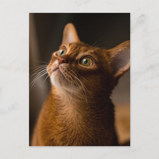 Carte Postale Chat abyssinien (Devant)