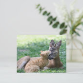 Carte Postale chat adore un cerf (Debout devant)