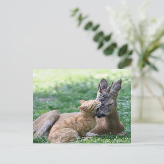 Carte Postale chat adore un cerf (Debout devant)