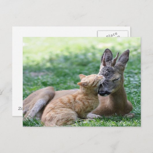 Carte Postale chat adore un cerf (Devant / Derrière)