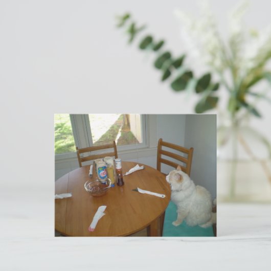 Carte Postale Chat affamé (Debout devant)